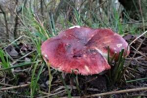 wilgenrussula (2).jpg